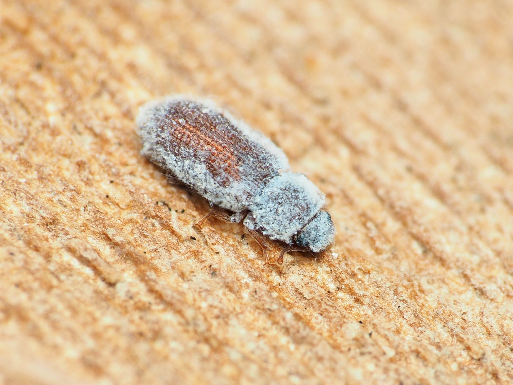 Endeitoma granulata