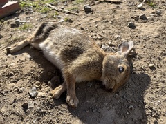 Sylvilagus