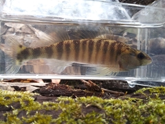 Blackbanded Darter photo 3