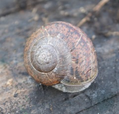 Helminthoglypta cypreophila