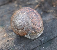 Helminthoglypta cypreophila