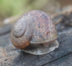 Helminthoglypta cypreophila