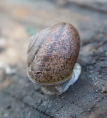 Helminthoglypta cypreophila