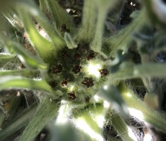 Hesperevax caulescens
