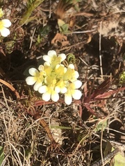 Triphysaria floribunda