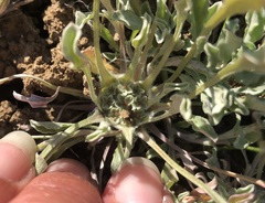 Hesperevax caulescens