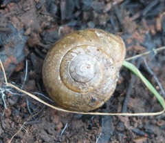 Helminthoglypta cypreophila