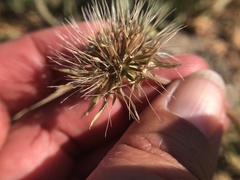 Microseris douglasii