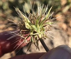 Microseris douglasii