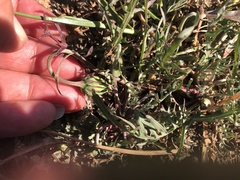 Microseris douglasii