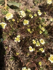 Triphysaria floribunda