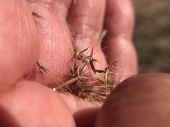 Microseris douglasii