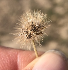 Microseris douglasii