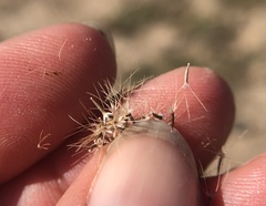 Microseris douglasii