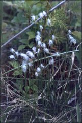 Trichophorum alpinum