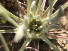 Hesperevax caulescens