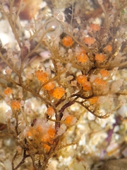 Eudendrium californicum