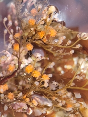 Eudendrium californicum