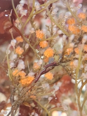 Eudendrium californicum