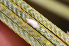 Chionaspis pinifoliae