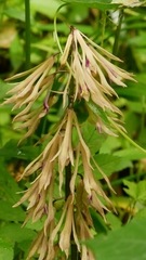 Cremastra appendiculata variabilis