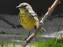 Setophaga kirtlandii