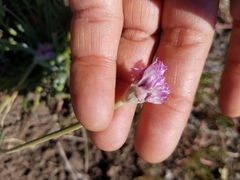 Allium serra