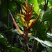 Heliconia venusta - Photo (c) Jorge L. Peña,  זכויות יוצרים חלקיות (CC BY-NC), הועלה על ידי Jorge L. Peña