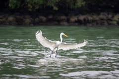 Ardea alba