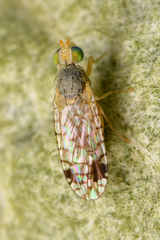 Euarestoides acutangulus