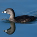 Pied-billed Grebe - Photo (c) Gordon Karre, some rights reserved (CC BY-NC), uploaded by Gordon Karre