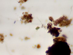 Closterium moniliferum