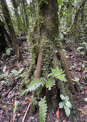 Socratea exorrhiza