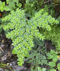 Pilea myriophylla