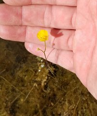 Utricularia gibba image