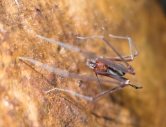 Hickmania troglodytes