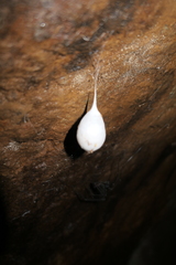 Hickmania troglodytes