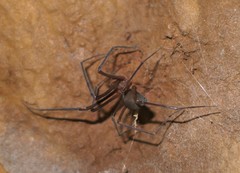 Hickmania troglodytes