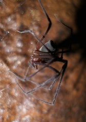 Hickmania troglodytes