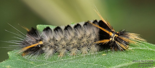 Davis' Tussock Moth photo 2