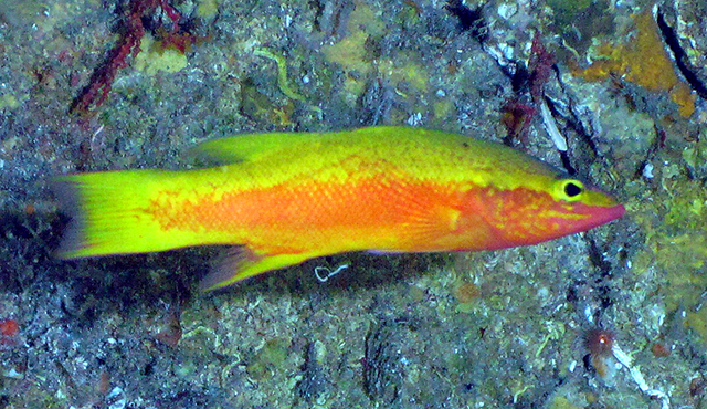 Eyestripe Bass