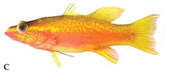 Eyestripe Bass photo 2