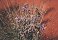 Solanum sturtianum