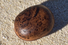 Macropsychanthus comosus