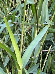 Stenotaphrum dimidiatum