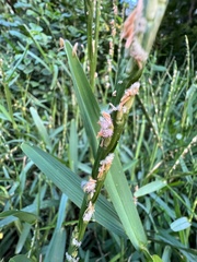 Stenotaphrum dimidiatum