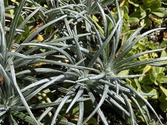 Celmisia major brevis