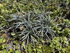 Celmisia major brevis