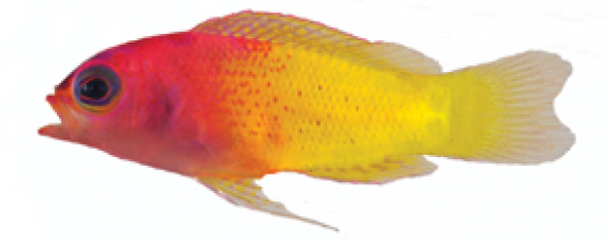 Bicolor Basslet