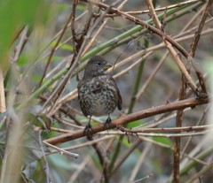 Passerella iliaca insularis